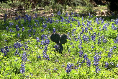 View of purple flowering plants on land