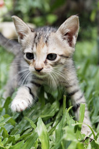 Close-up portrait of a cat