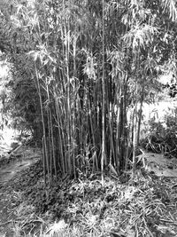 Trees growing on field in forest