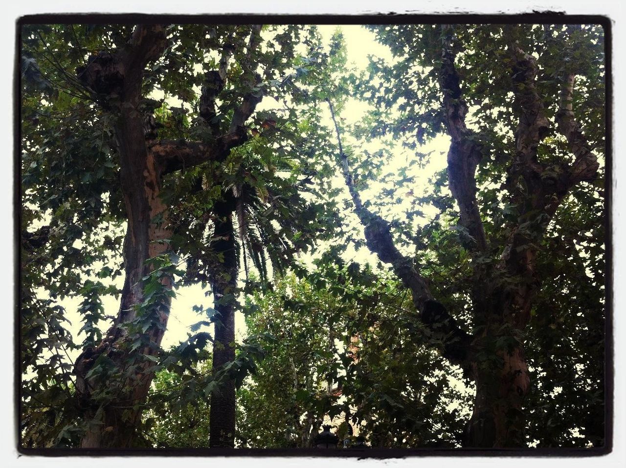 transfer print, tree, auto post production filter, growth, branch, forest, green color, tranquility, nature, tree trunk, low angle view, beauty in nature, lush foliage, day, outdoors, tranquil scene, no people, scenics, backgrounds, full frame