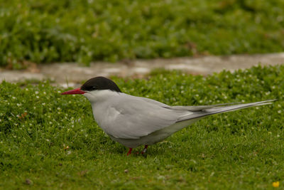 Side view of bird on grass