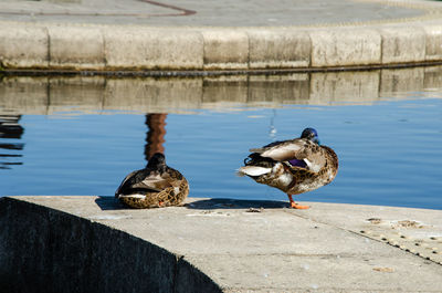 Ducks resting and cleaning on the canal side of new islington marina, manchester, uk