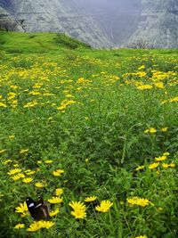 Yellow flowering plants on field