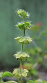 Close-up of plant growing outdoors