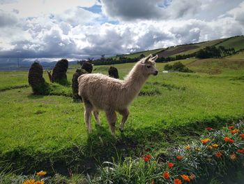 Sheep standing in a field