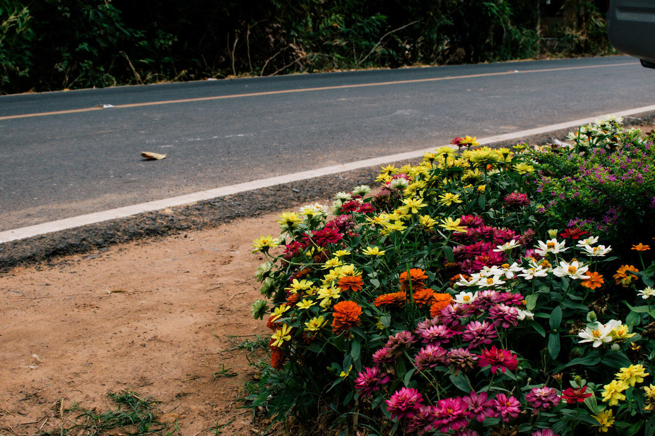 HIGH ANGLE VIEW OF FLOWERING PLANTS BY ROAD