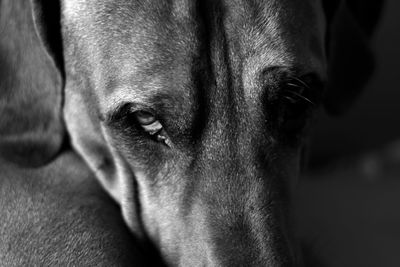 Close-up of dog