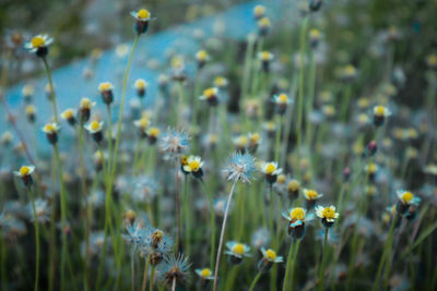 Close-up of yellow flowering plant on field