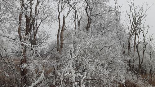 Bare trees on snow covered land