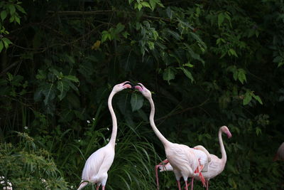 View of birds on land