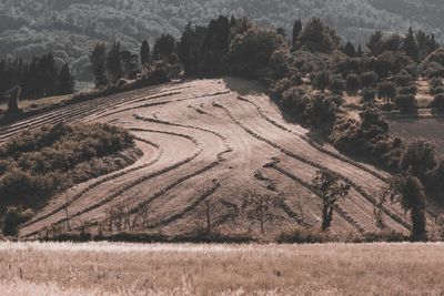 High angle view of agricultural field