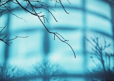 Close-up of bare branches