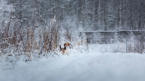 View of dog on snow covered land