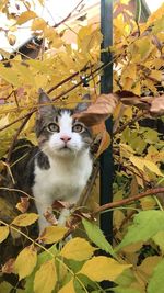 Portrait of cat on plant