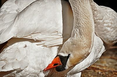 Close-up of birds