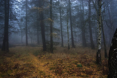 Trees in forest