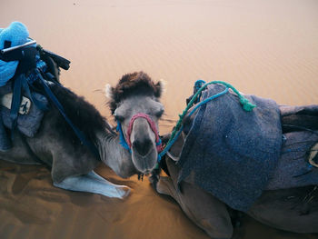 Camel in merzouga