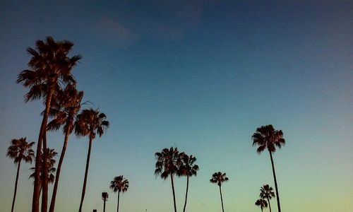 Low angle view of palm trees against sky