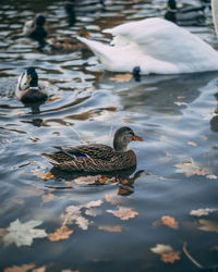 Duck swimming in lake