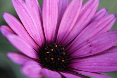 Close-up of pink flower