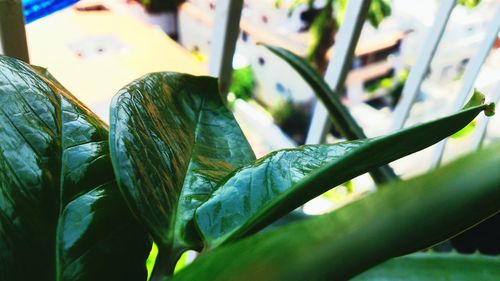 Close-up of plant