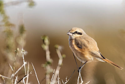 Close-up of bird perching on twig