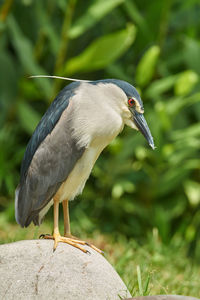 Close-up of bird