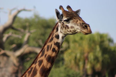 Close-up of a misai giraffe