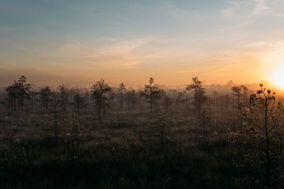 Plants on field against sky during sunset