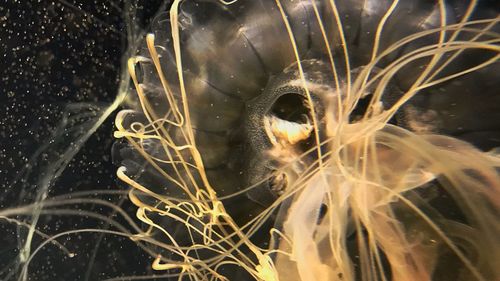 Close-up of jellyfish swimming in water