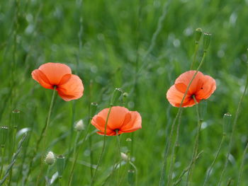 Close-up of orange flowers blooming on field