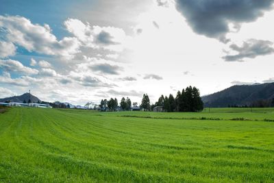 Scenic view of field against sky