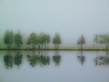 Trees in foggy weather