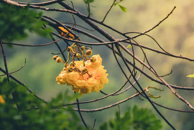 Close-up of yellow flowering plant