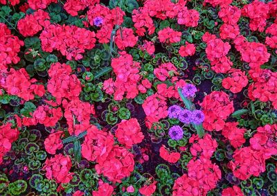 Full frame shot of pink flowers