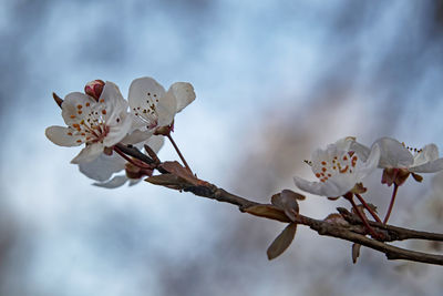 Spring flowers and buds on tree branches in winter season.