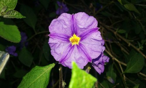 Close-up of purple flowers blooming outdoors