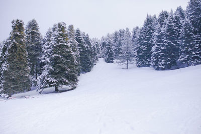 Trees on snow covered field against sky