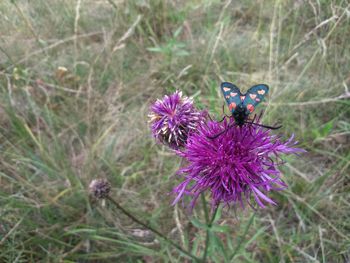 Close-up of honey bee on purple thistle flowers