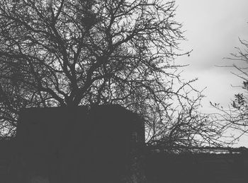 Low angle view of tree