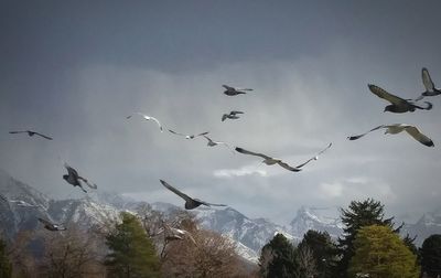 Low angle view of birds flying in sky