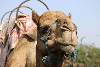 Close-up of camel against clear sky