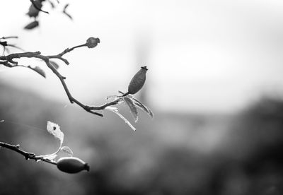 branch