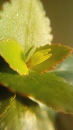 Close-up of water drops on flower