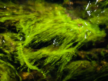 Close-up of wet plants