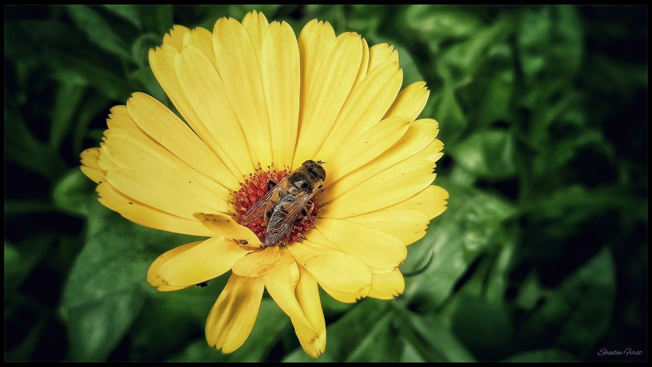 flower, petal, flower head, freshness, fragility, yellow, growth, single flower, close-up, beauty in nature, transfer print, blooming, pollen, focus on foreground, nature, plant, auto post production filter, one animal, insect, in bloom