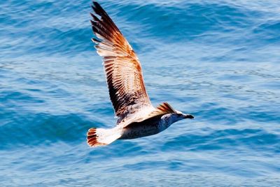 Close-up of eagle flying over sea