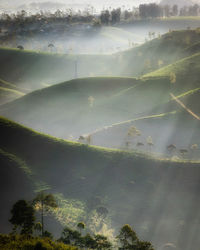 Scenic view of agricultural field