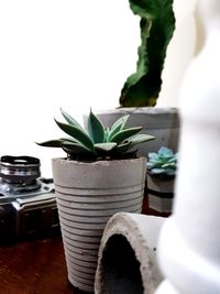 Close-up of potted plant on table