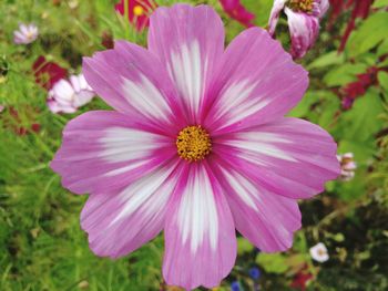 Close-up of pink cosmos flower blooming outdoors